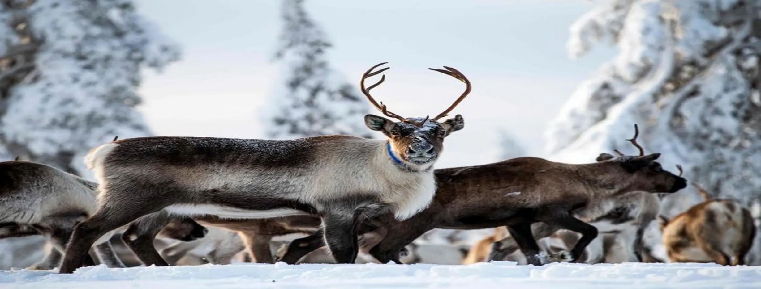 Image for Reindeer Herding